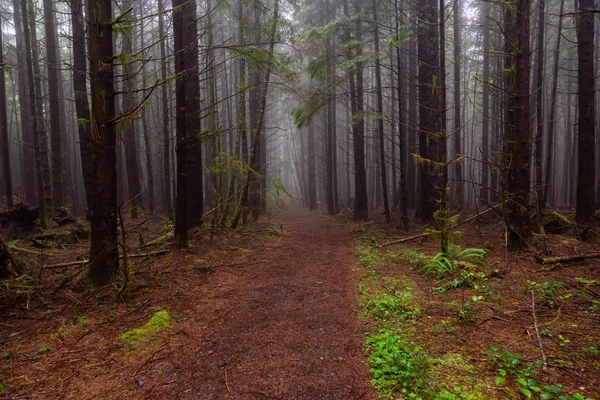 Juan Fuca Trail Erdőben Közben Ködös Esős Nyári Napon Taken — Stock Fotó