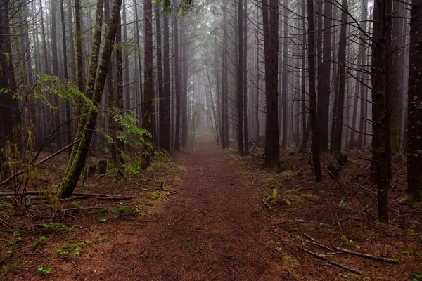 Trilha Juan Fuca Floresta Durante Dia Verão Nebuloso Chuvoso Tomado — Fotografia de Stock