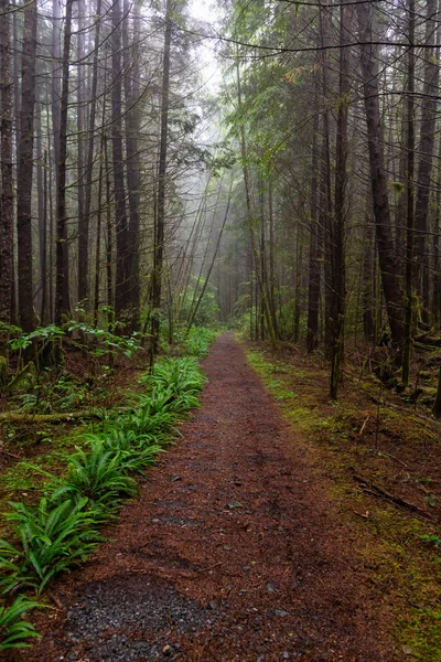 Juan Fuca Trail Erdőben Közben Ködös Esős Nyári Napon Taken — Stock Fotó