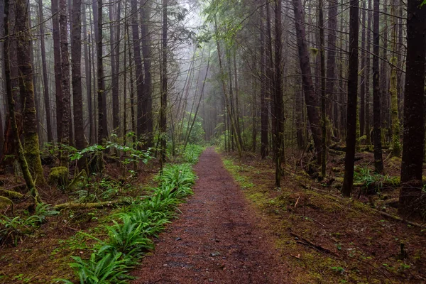 Juan Fuca Trail Erdőben Közben Ködös Esős Nyári Napon Taken — Stock Fotó