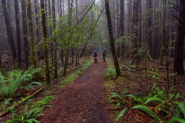 Maceracı bayan arkadaşlar sisli ve yağmurlu bir yaz günü boyunca ormanda Juan de Fuca Trail yürüyüş vardır. Port Renfrew yakınlarında çekilen Vancouver Adası, Bc, Kanada.