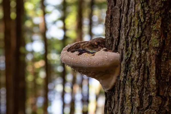 Ağaç Mantar ı pasifik okyanusu kıyısında bir ormanda canlı güneşli bir yaz günü sırasında büyüyor. Port Renfrew yakınlarında çekilen Vancouver Adası, British Columbia, Kanada.