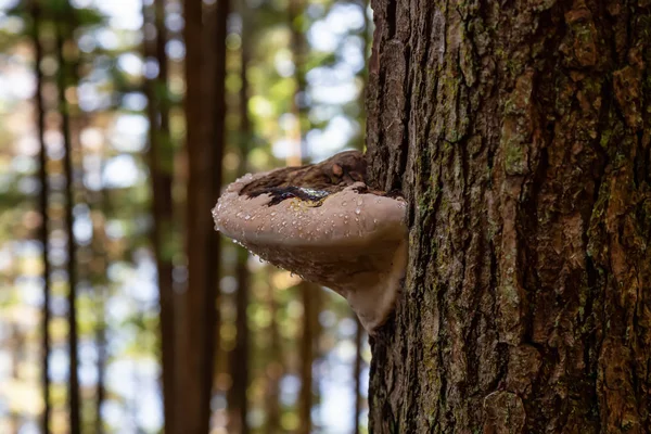 Ağaç Mantar ı pasifik okyanusu kıyısında bir ormanda canlı güneşli bir yaz günü sırasında büyüyor. Port Renfrew yakınlarında çekilen Vancouver Adası, British Columbia, Kanada.