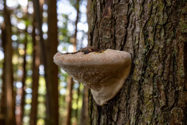 Hongos Arbóreos Que Crecen Bosque Costa Del Océano Pacífico Durante —  Fotos de Stock