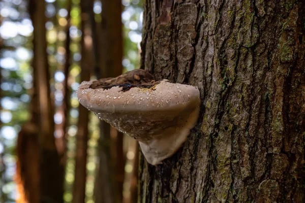 Ağaç Mantar ı pasifik okyanusu kıyısında bir ormanda canlı güneşli bir yaz günü sırasında büyüyor. Port Renfrew yakınlarında çekilen Vancouver Adası, British Columbia, Kanada.