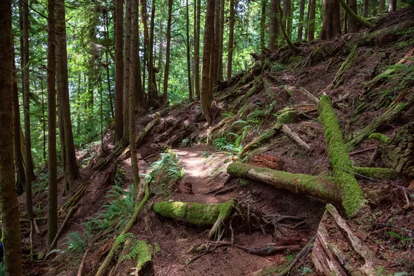 Güneşli bir yaz günü Juan de Fuca Yürüyüş Parkuru'nun manzarası. Port Renfrew yakınlarında çekilen Vancouver Adası, Bc, Kanada.