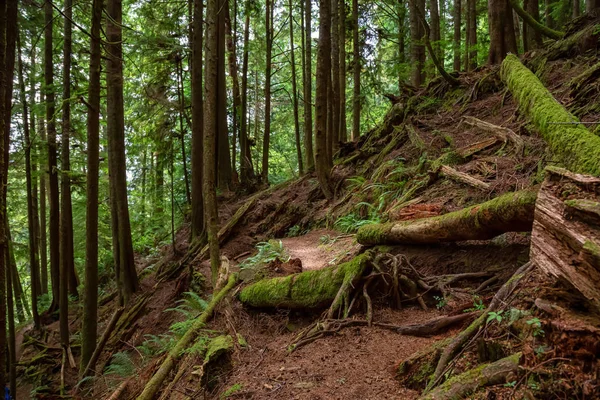Güneşli bir yaz günü Juan de Fuca Yürüyüş Parkuru'nun manzarası. Port Renfrew yakınlarında çekilen Vancouver Adası, Bc, Kanada.