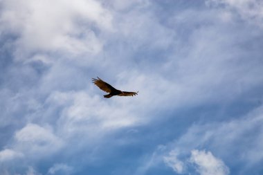 Büyük Siyah Türkiye Akbaba güneşli bir yaz günü boyunca bulutlu bir mavi gökyüzü arka plan ile uçan. Ciego de Avila, Küba'da çekildi.