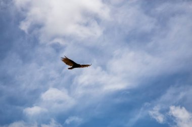 Büyük Siyah Türkiye Akbaba güneşli bir yaz günü boyunca bulutlu bir mavi gökyüzü arka plan ile uçan. Ciego de Avila, Küba'da çekildi.