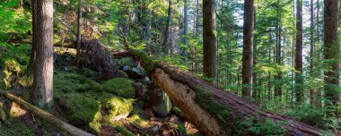 Güneşli bir yaz akşamı nda güzel yeşil orman. Squamish, North of Vancouver, British Columbia, Kanada'da çekildi.