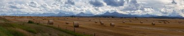 Canlı güneşli bir yaz gününde bir çiftlik alanında Hay Bales Panoramik Görünümü. Pincher Creek yakınlarında çekilmiş, Alberta, Kanada.