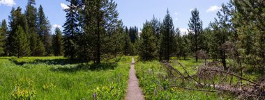 Canlı güneşli bir yaz gününde Little Crater Gölü'ne giden Yeşil Orman'daki Patikanın Güzel Manzarası. Mt Hood Ulusal Ormanı, Oregon, Amerika Birleşik Devletleri'nde çekildi.