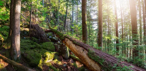 Mooi Groen Bos Tijdens Een Zonnige Zomeravond Genomen Squamish North — Stockfoto