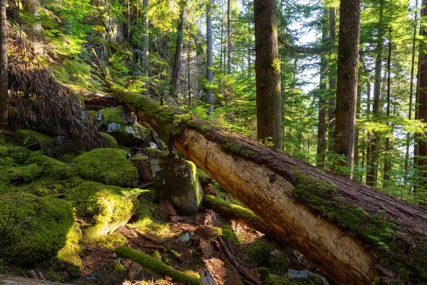 Bela Floresta Verde Durante Uma Noite Verão Ensolarada Tomado Squamish — Fotografia de Stock