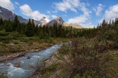 Buzul Nehri güneşli bir yaz günü boyunca güzel Kanada Rockies akan. Jasper National Park, Alberta, Kanada'da çekildi.