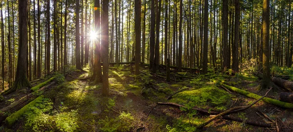 Naturaleza canadiense en el bosque — Foto de Stock