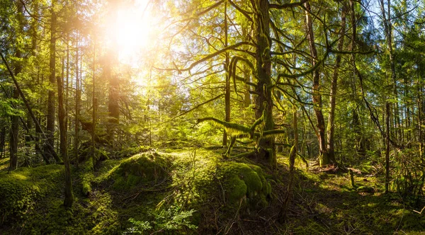 Canadese natuur in het bos — Stockfoto