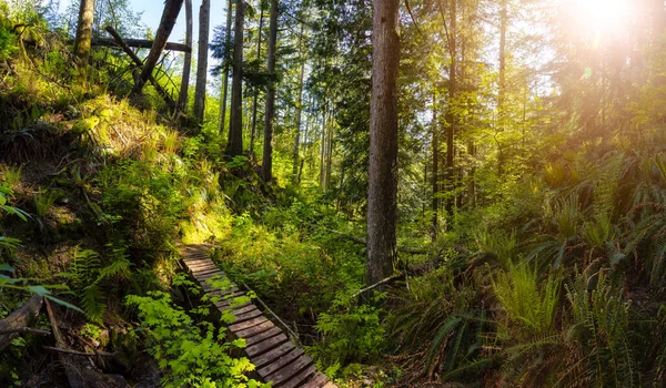 Naturaleza canadiense en el bosque — Foto de Stock