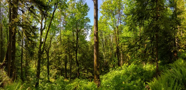 Canadese natuur in het bos — Stockfoto