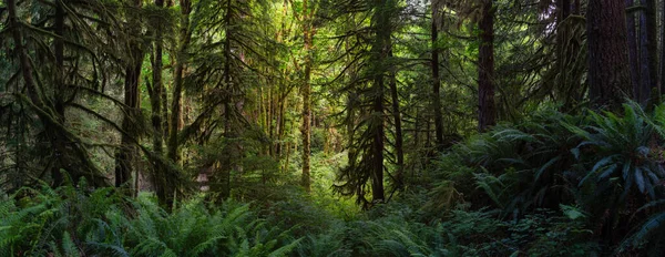 Canadian Rain Forest. — Stock Photo, Image