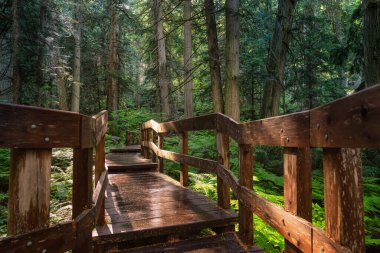 Parlak güneşli bir günde Yağmur Ormanı 'nda Tahta Yol.