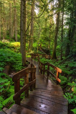 Parlak güneşli bir günde Yağmur Ormanı 'nda Tahta Yol.