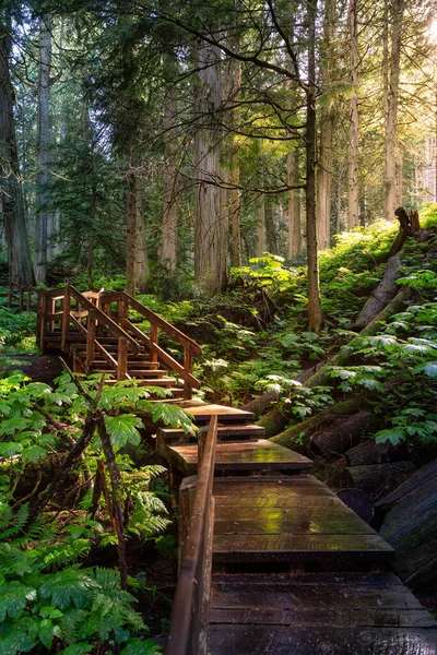 Camino de madera en la selva tropical durante un día soleado vibrante . — Foto de Stock