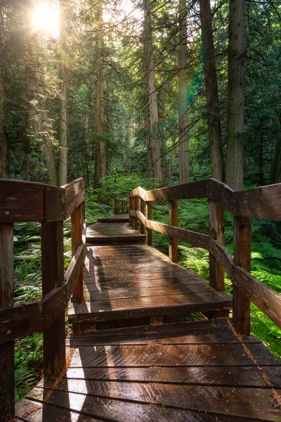 Camino de madera en la selva tropical durante un día soleado vibrante . — Foto de Stock