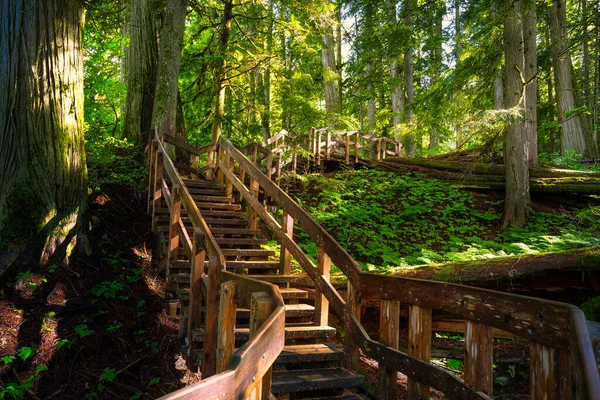 Caminho de madeira na floresta tropical durante um dia ensolarado vibrante . — Fotografia de Stock