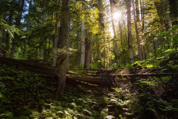 Bosque lluvioso durante un día soleado vibrante . — Foto de Stock