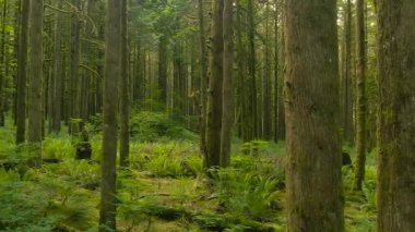 Kanada Yağmur Ormanı. Ormandaki Yosun ile Taze Yeşil Ağaçların Güzel Manzarası