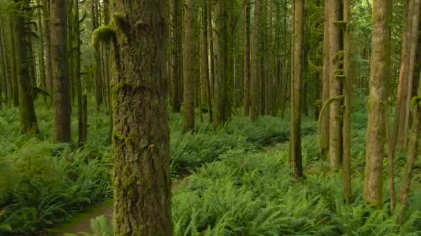 Floresta tropical canadense. Bela vista de árvores verdes frescas na floresta com musgo — Vídeo de Stock