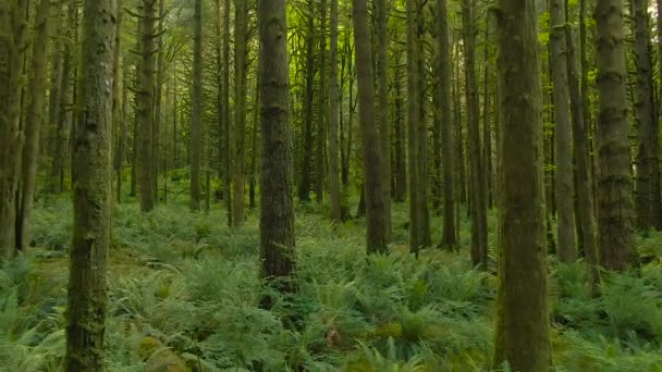 Kanadský deštný prales. Krásný pohled na svěží zelené stromy v lese s mechem — Stock video