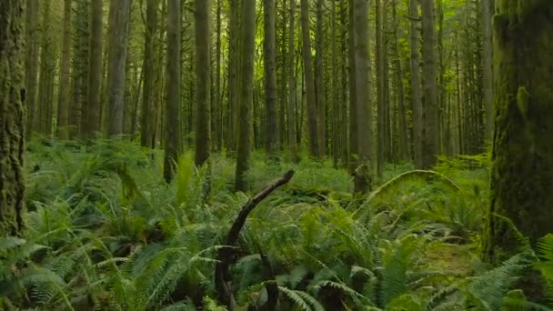 Floresta tropical canadense. Bela vista de árvores verdes frescas na floresta com musgo — Vídeo de Stock