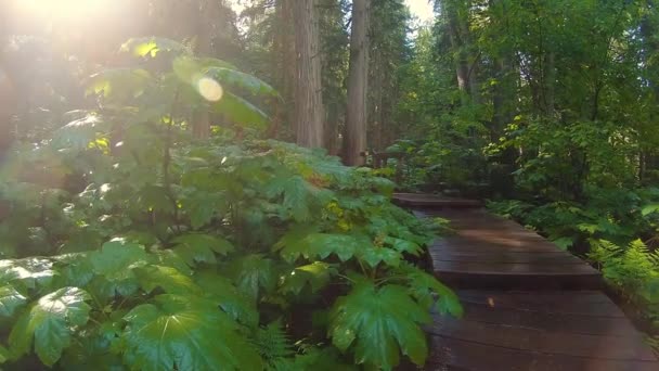雨の森の中の女の子ハイキング — ストック動画