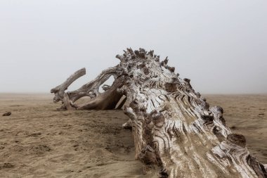 Pasifik Okyanusu kıyısındaki Güzel Kumsal Manzarası