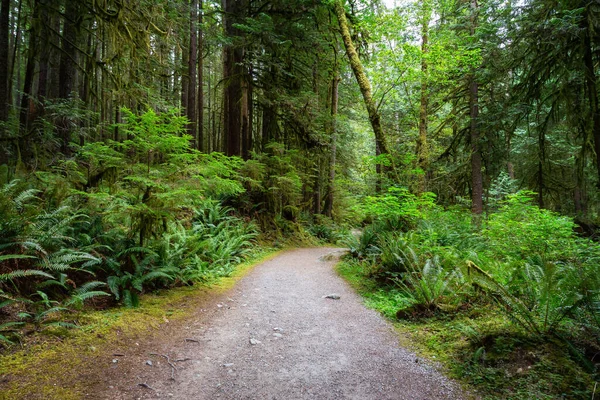 夏の間の緑の雨の森の道 — ストック写真