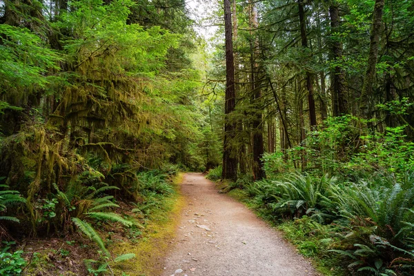 Caminho na Floresta Tropical Verde durante um dia de verão — Fotografia de Stock