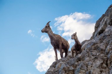 Rocky Cliff 'teki Dağ Koyunları. Annesi ve bebeği..