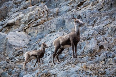 Rocky Cliff 'teki Dağ Koyunları. Annesi ve bebeği..
