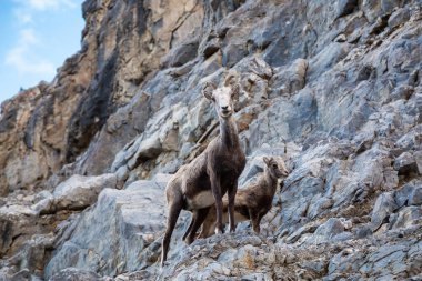 Rocky Cliff 'teki Dağ Koyunları. Annesi ve bebeği..