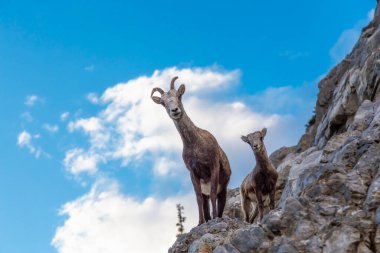 Rocky Cliff 'teki Dağ Koyunları. Annesi ve bebeği..