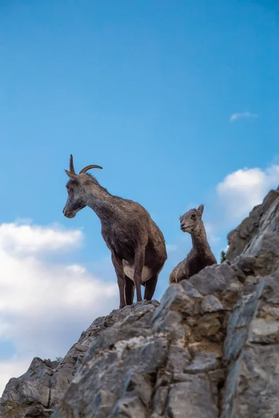 Mountain Sheep on a Rocky Cliff. Madre y su bebé. —  Fotos de Stock