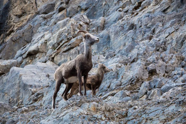 Mountain Sheep op een Rocky Cliff. Moeder en haar baby. — Stockfoto