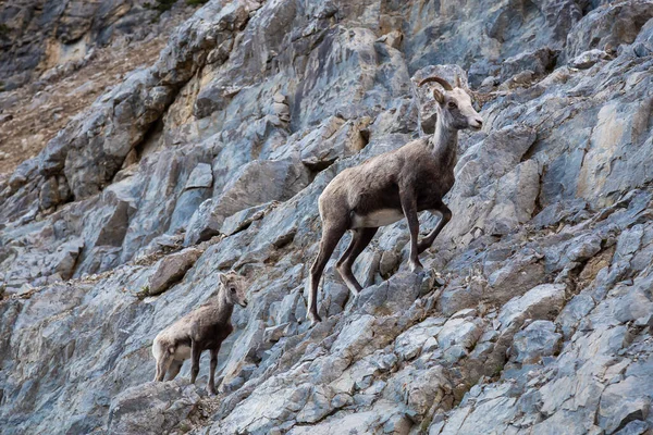 Mountain Sheep op een Rocky Cliff. Moeder en haar baby. — Stockfoto