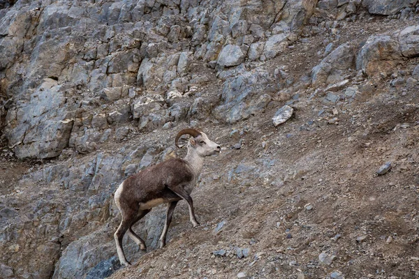 Mountain Sheep on a Rocky Cliff. Mother and her Baby. — Stock Photo, Image