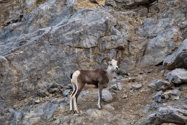 Mountain Sheep on a Rocky Cliff. Mother and her Baby. — Stock Photo, Image