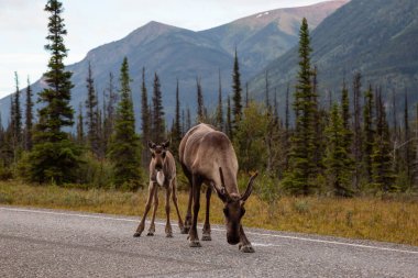 Karibu ailesi bulutlu bir sabah güneşinde manzaralı bir yolda yürüyor..