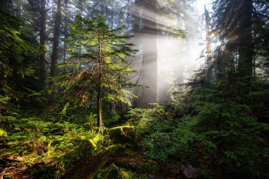 Yağmur Ormanındaki Güneş Işıklarının Rüya Manzarası