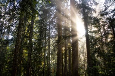 Yağmur Ormanındaki Güneş Işıklarının Rüya Manzarası